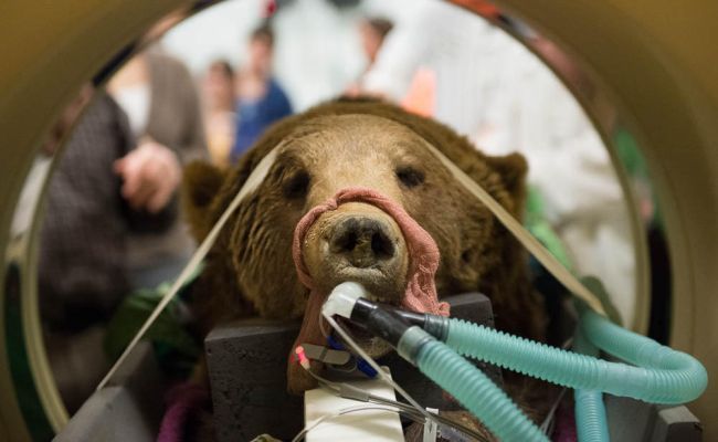 grizzly bear surgery