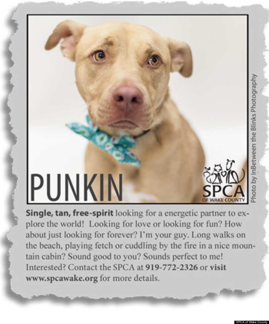 Must Love Pit Bulls Animal Rescue Creates Adorable Personal Ads For Dogs Who Need A Family Huffpost