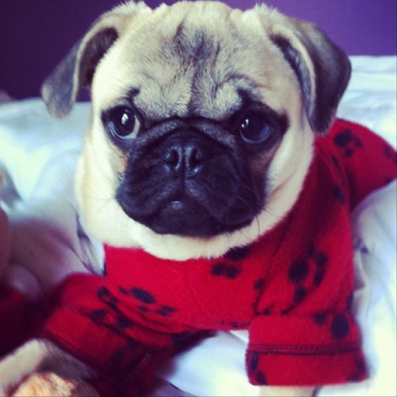 pug in pjs