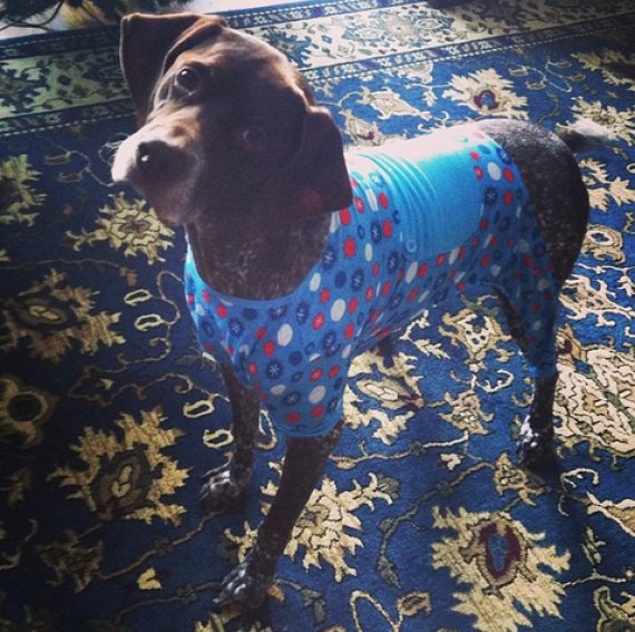 dog in pjs on a rug