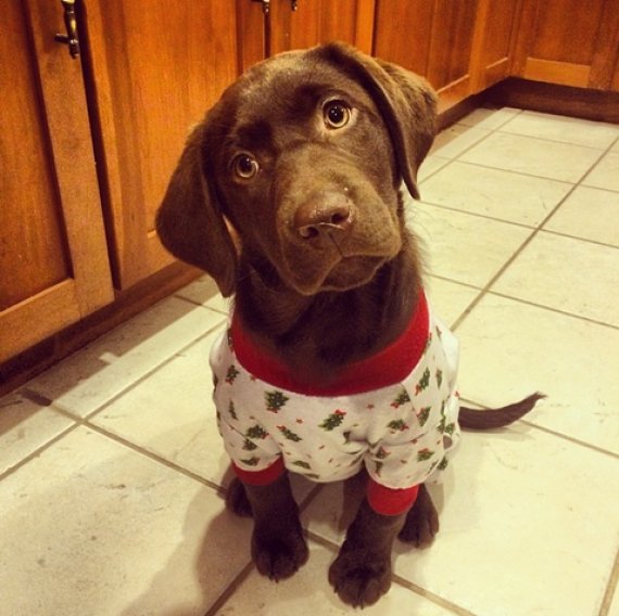 dog xmas pjs