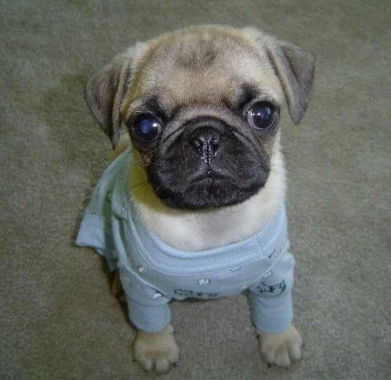 pug puppy