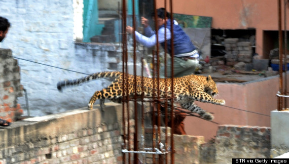 leopard meerut