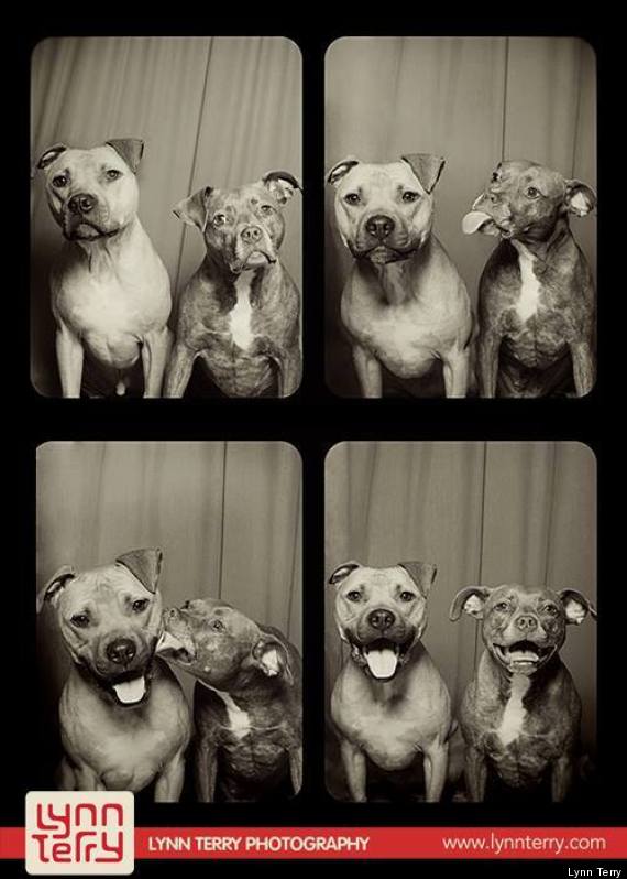 photo booth dogs