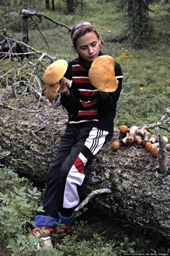 siberia mushroom