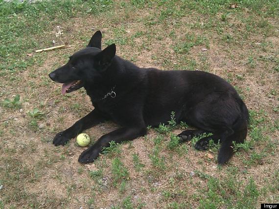 dog with ball