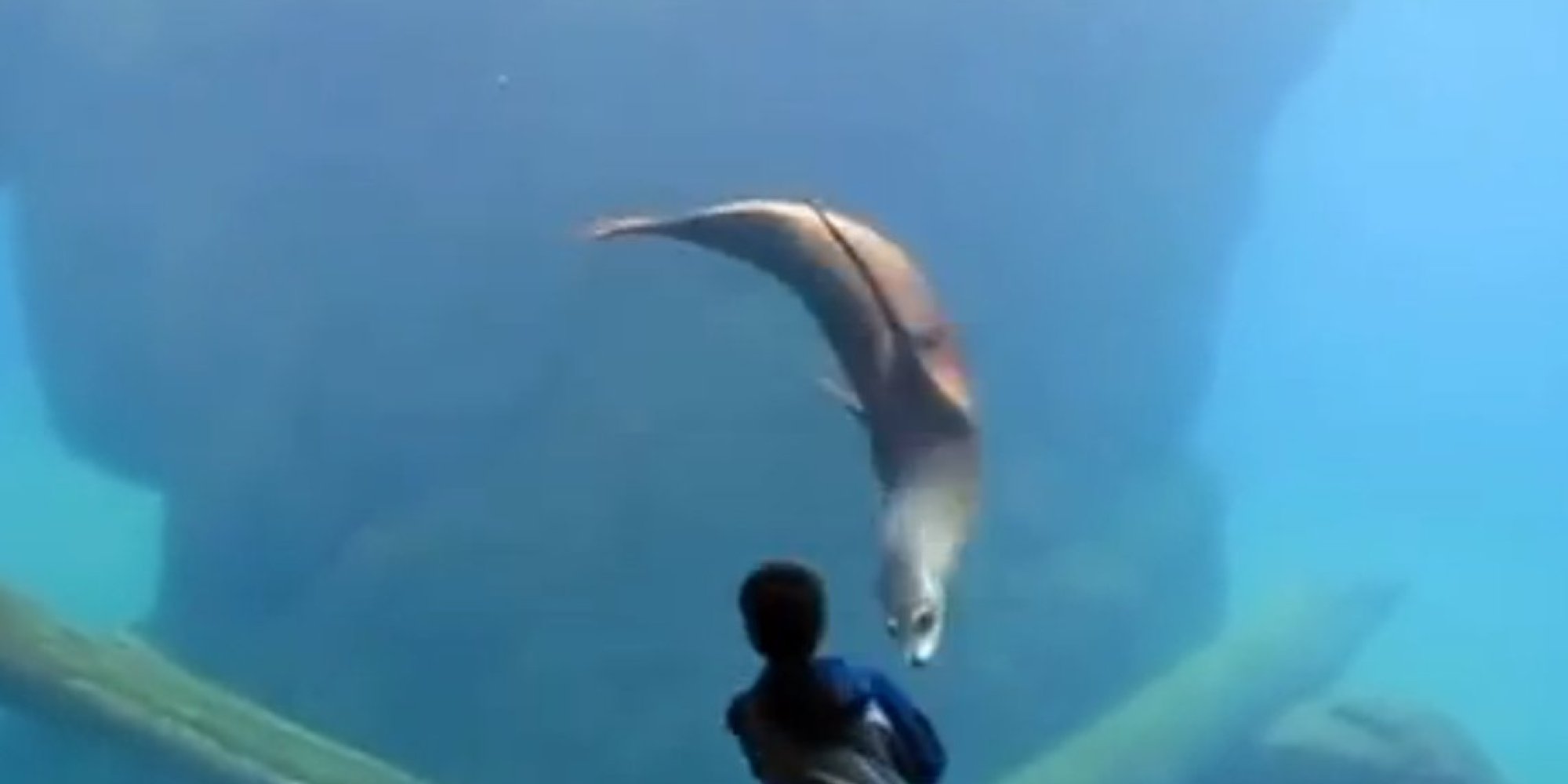 Boy With Asperger's Finds Friend In Zoo's Sea Lion (VIDEO) (UPDATED ...