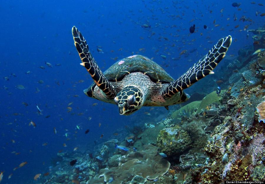 hawksbill turtle