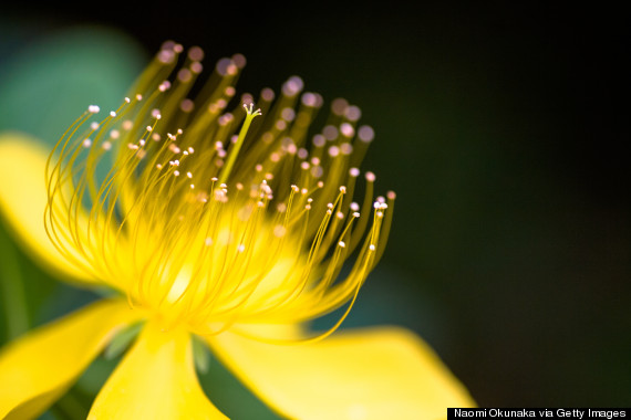 st johns wort