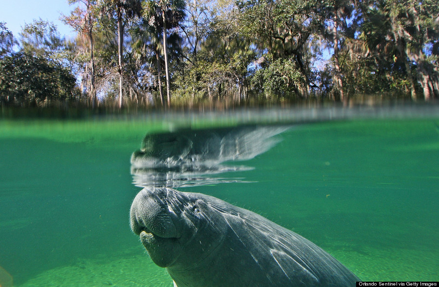 manatee