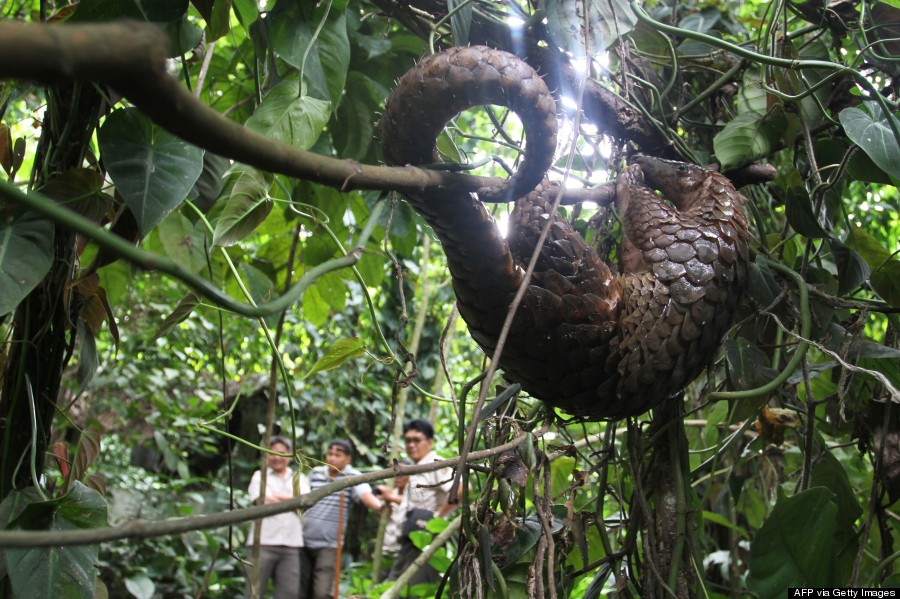 pangolin