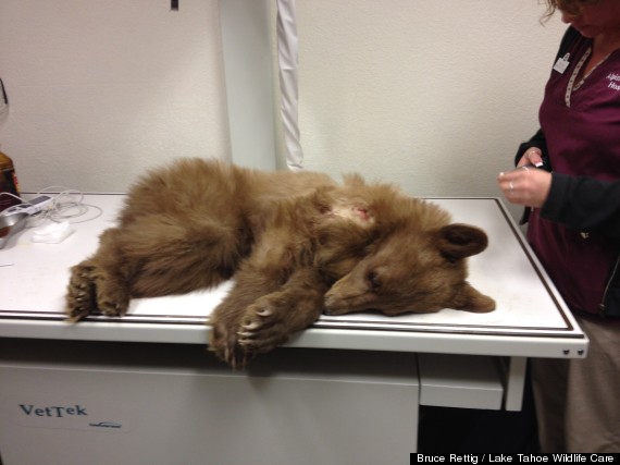 bear cub rescued 1