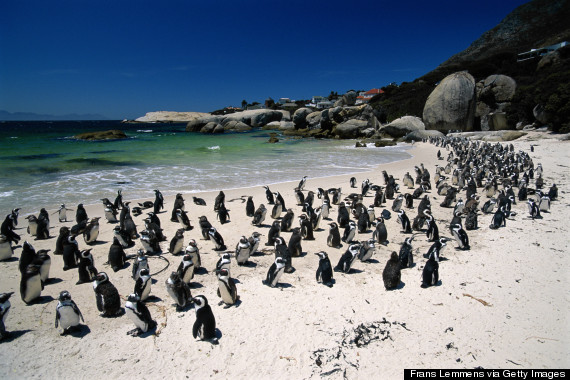 boulders beach