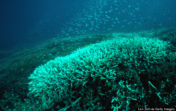 great barrier reef bleaching