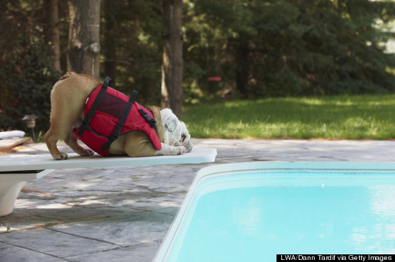 dog on diving board