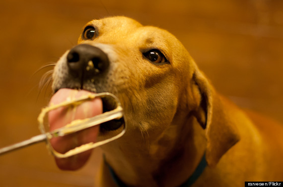 dog helping with cookies