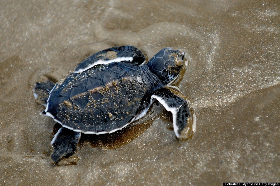 baby sea turtles