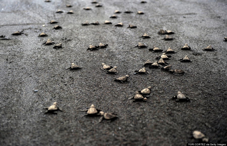 baby sea turtles