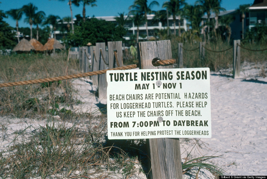 sea turtle sign