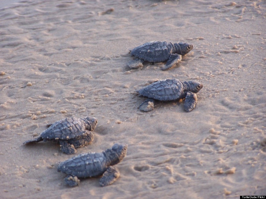 south padre island turtles