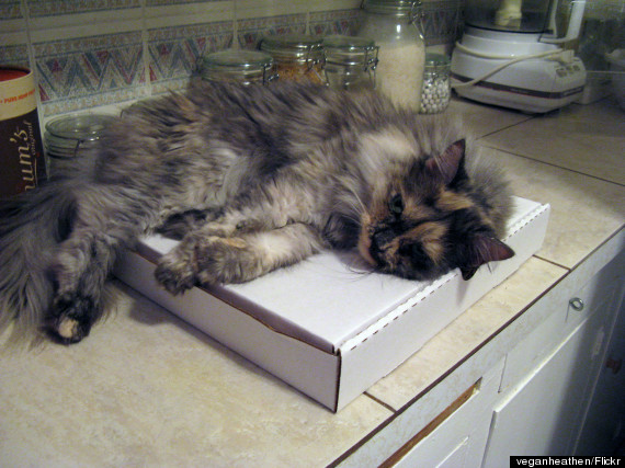 sleeping on warm pizza boxes