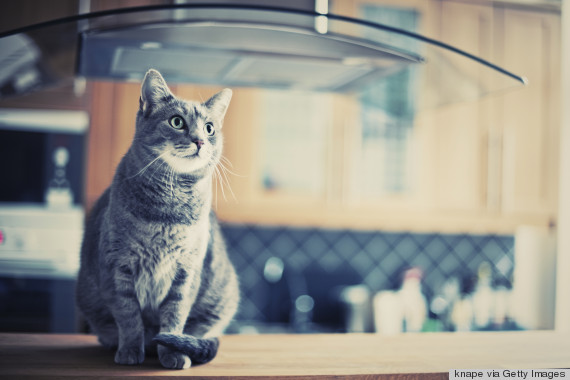 cat on counter