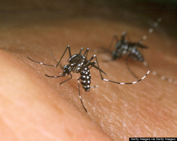 tiger mosquito