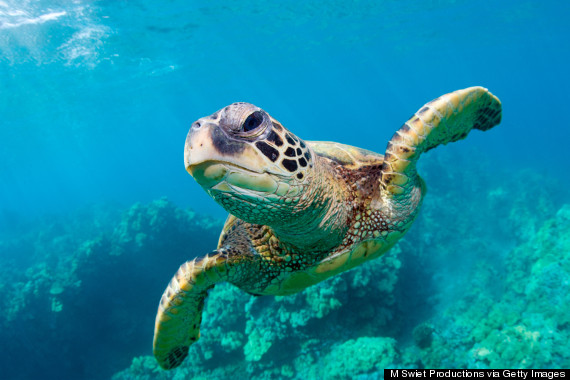 green sea turtle hawaii