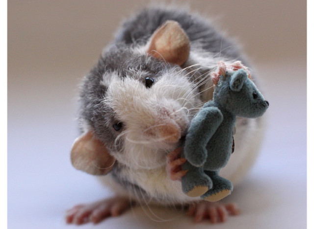 rat cuddling teddy bear