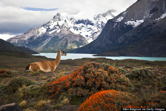 patagonia