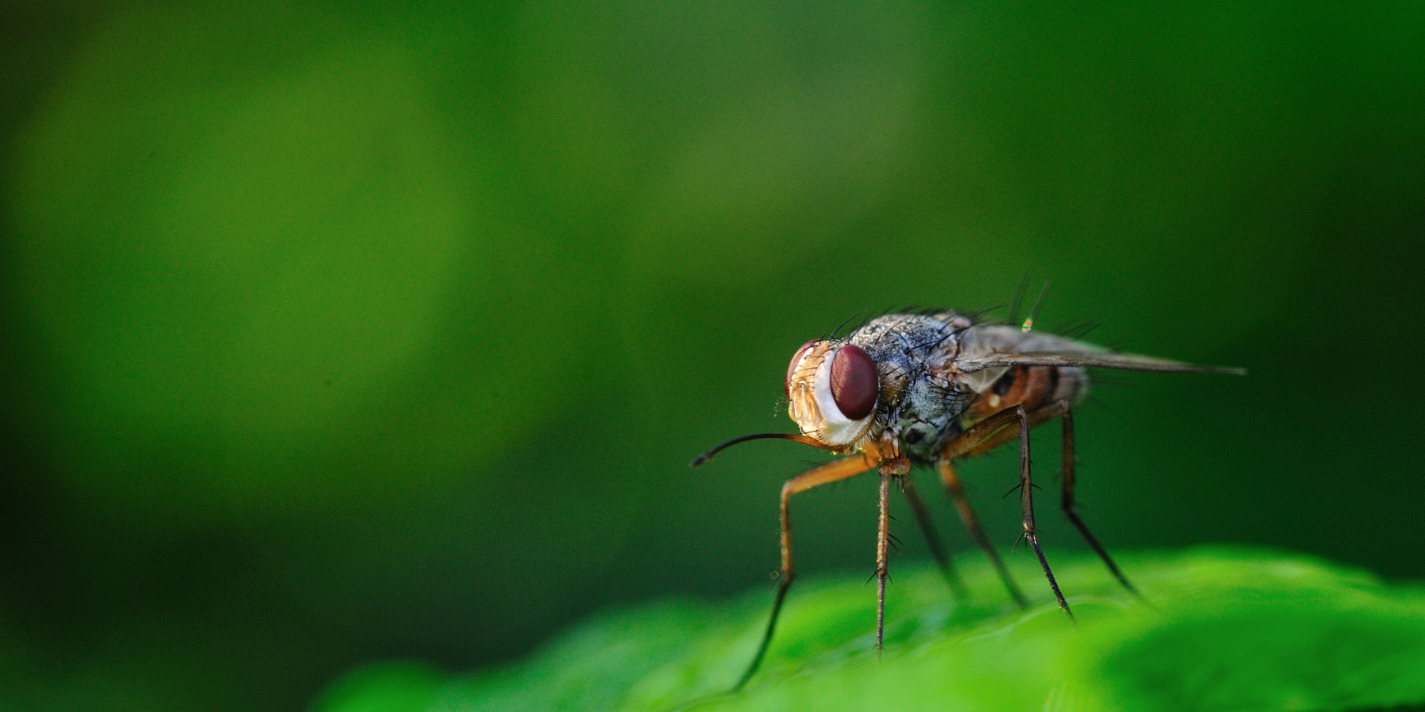 Gene Mutation Could Play Role In Sleep Problems, Fly Study Shows | HuffPost