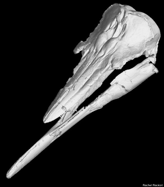 extinct porpoise