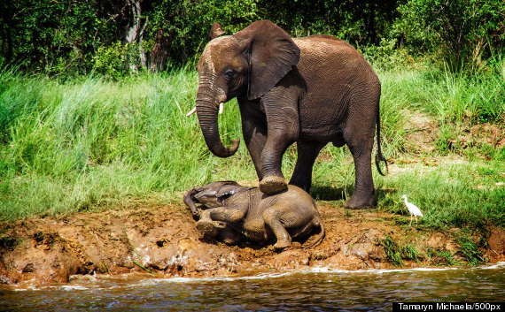 elephants