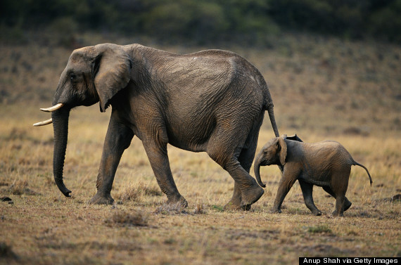 elephants