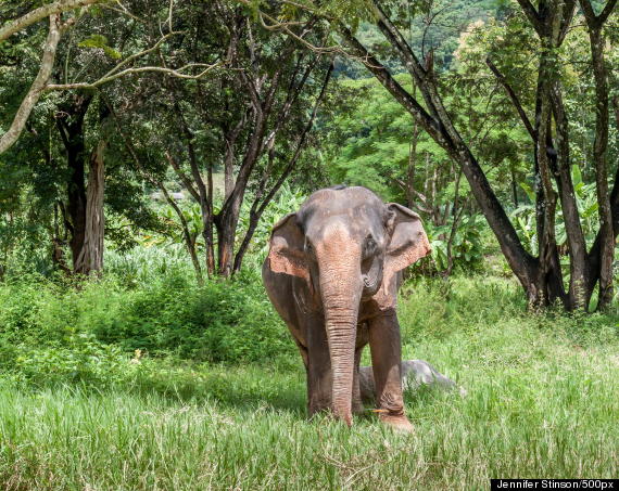 elephants