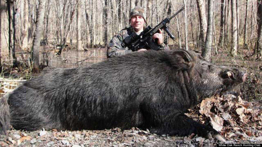 big big boar