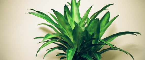 house plant