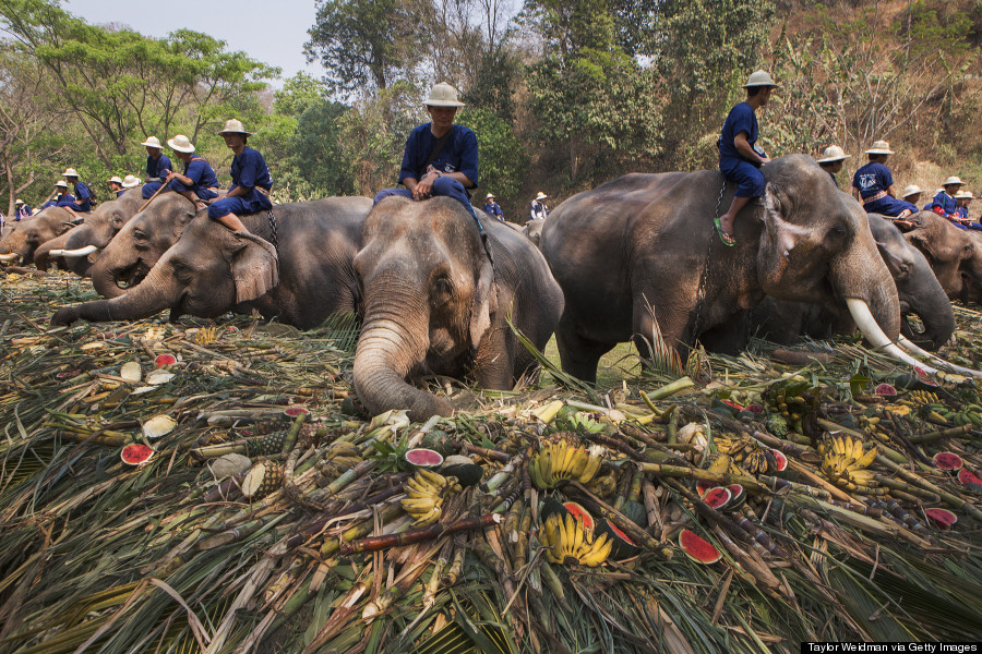 thailand elephant