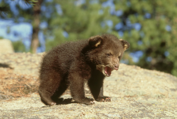 The 50 Cutest Baby Animals Of America State By State Huffpost