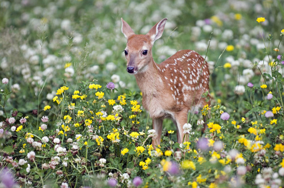 whitetailed deer baby