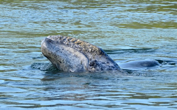 gray whale baby