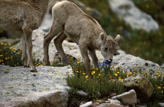 rocky mountain bighorn lamb