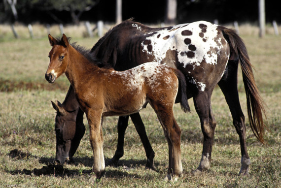 appaloosa horse baby