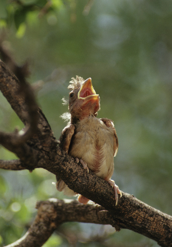 baby northern cardinal