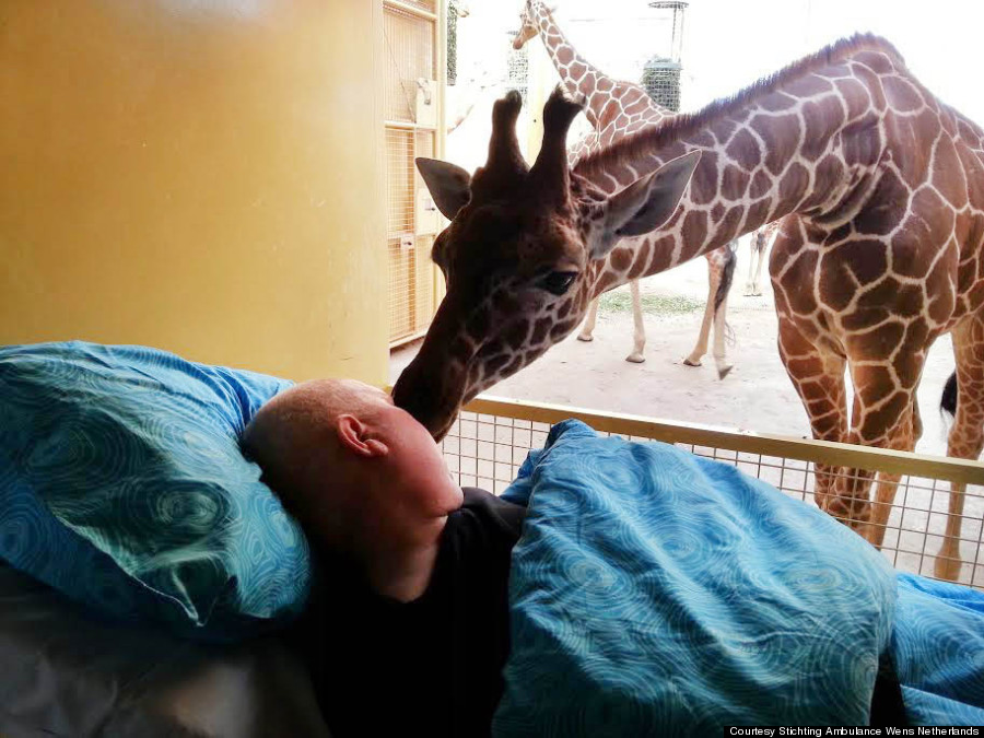 giraffe kiss zookeeper