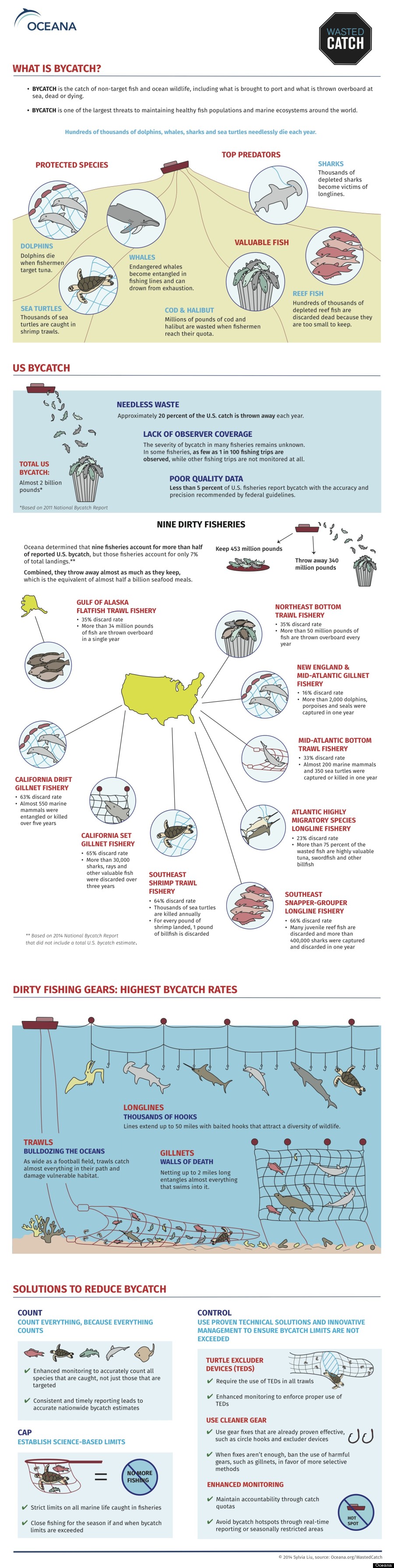 bycatch infographic