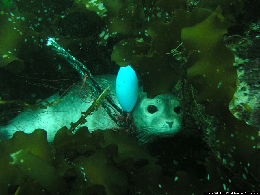 seal pup