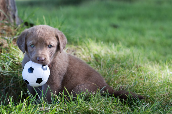 chesapeake bay retriever puppy