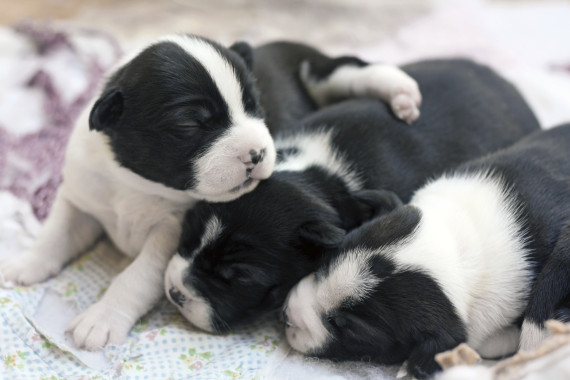 boston terrier baby