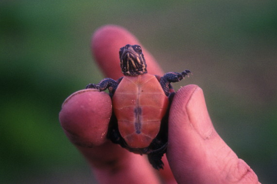 painted turtle baby